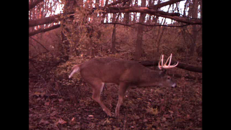 BIG BUCK IN SCRAPE!