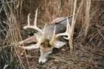 Nice Photo Of Huge Buck Down