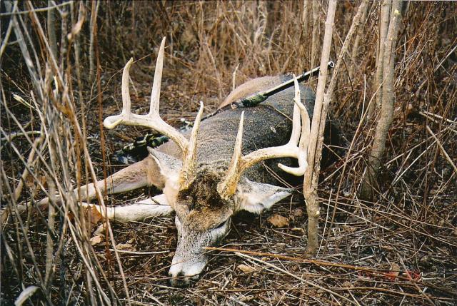 Nice Photo Of Huge Buck Down