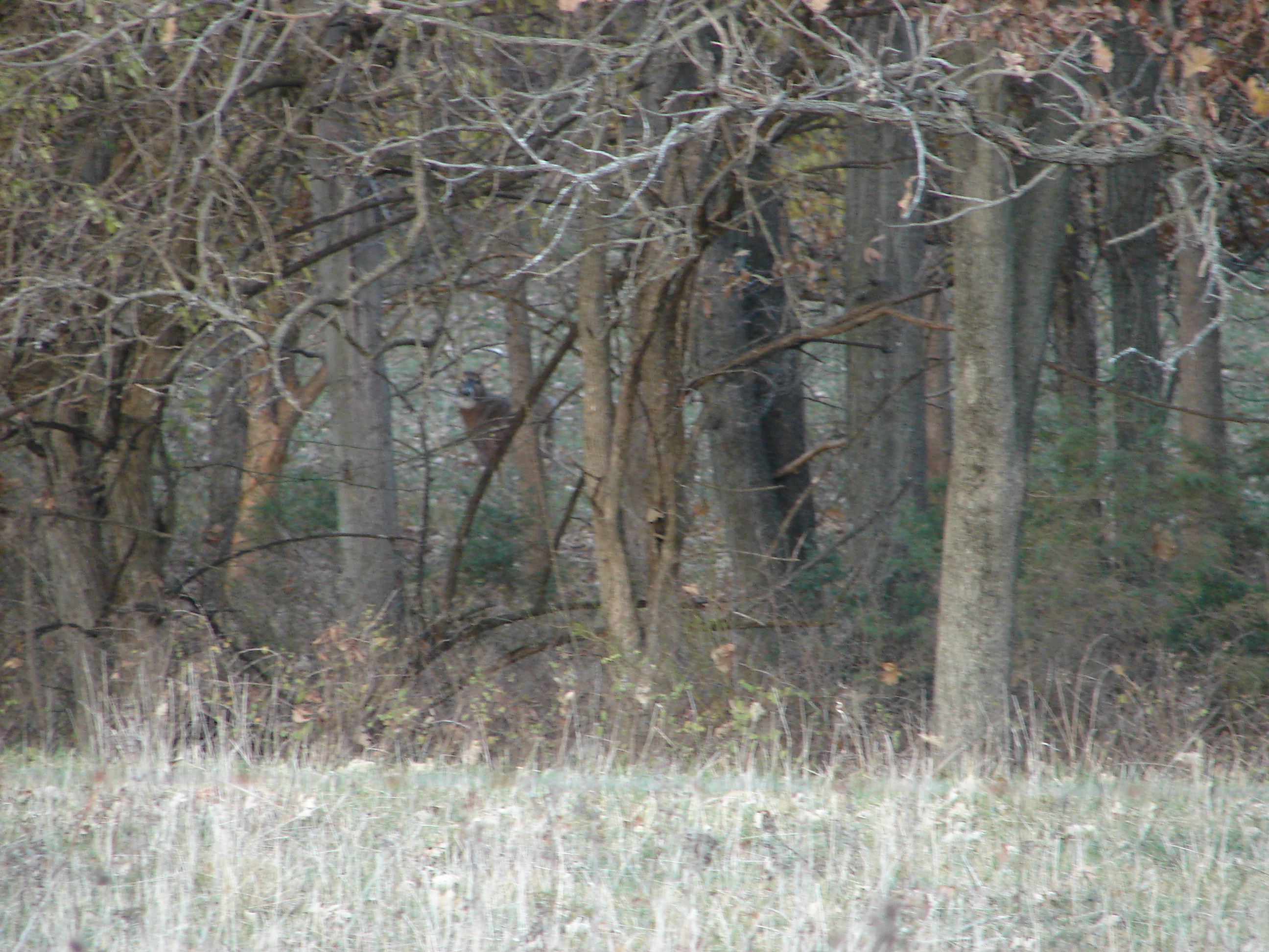 Big Live Buck On One Of Our Farms