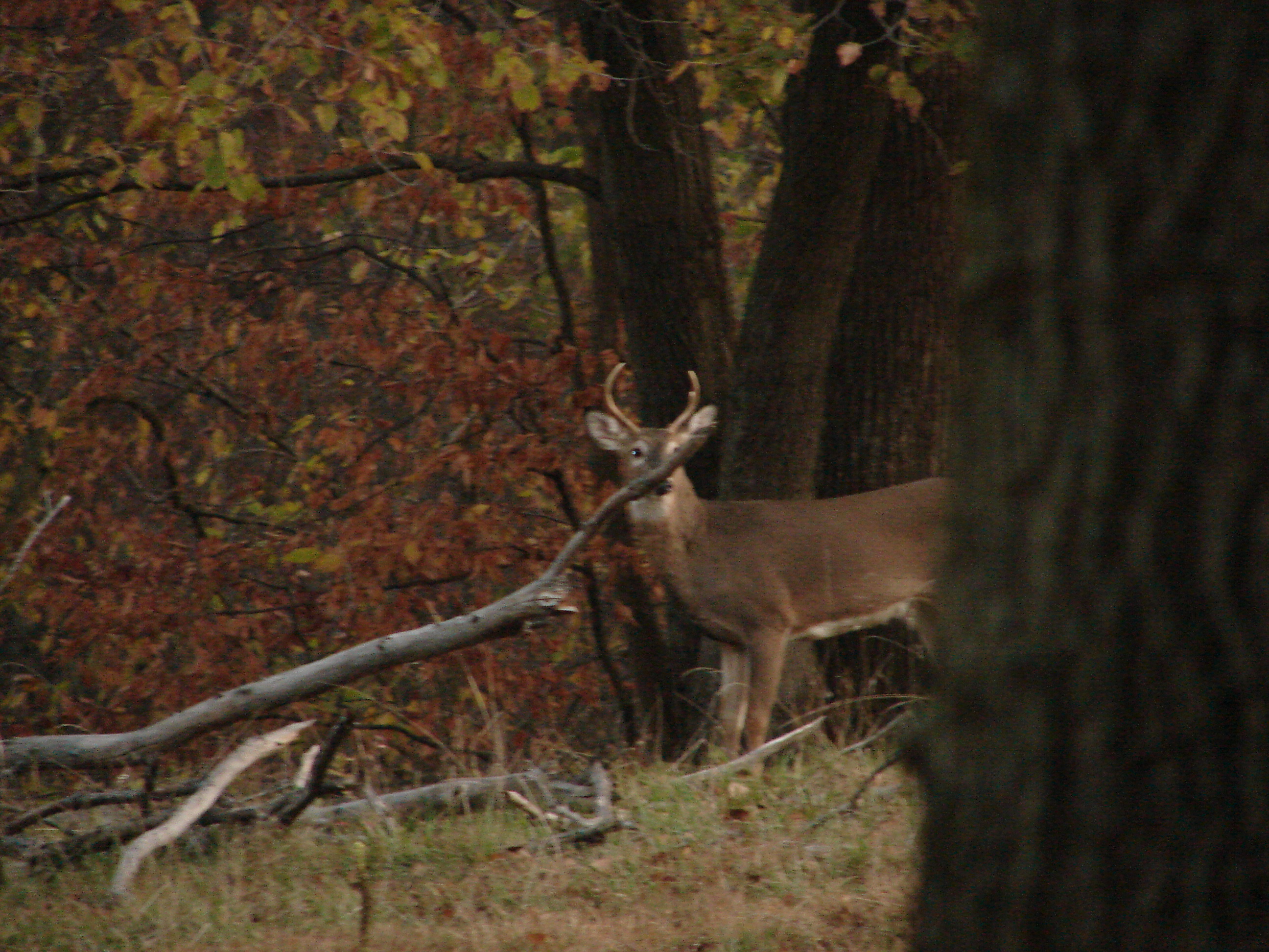 Let Baby Bucks Grow