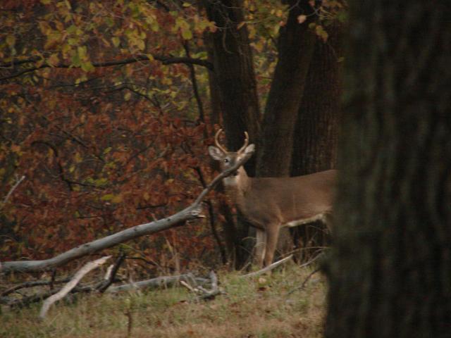 Let Baby Bucks Grow