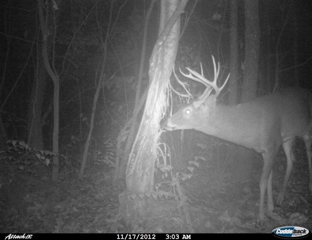 2012 cam buck