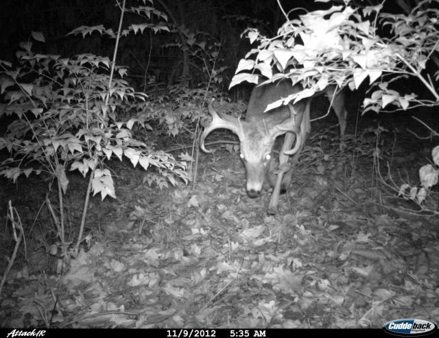 2012 camp cam buck