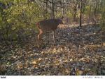 Big Buck Walking