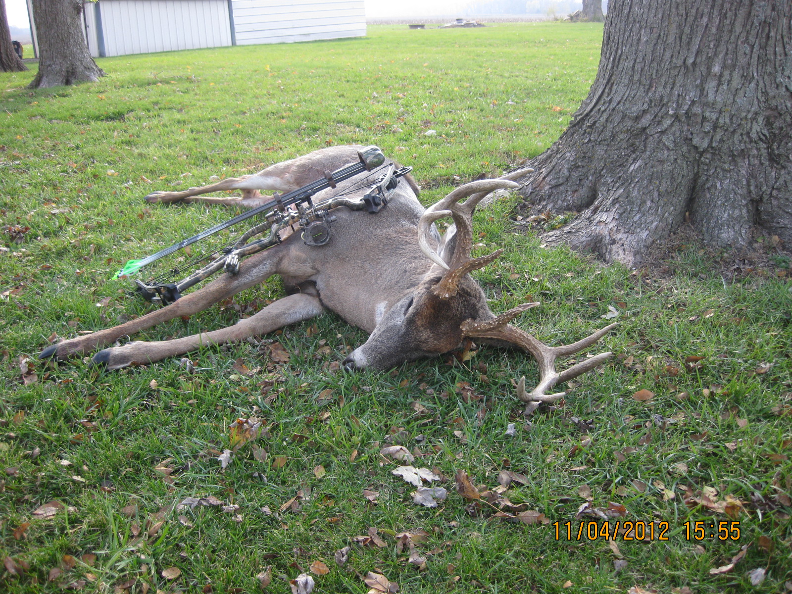 Big Buck Left Alone Monkey Gone For Now!