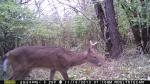 Small Buck On The Move