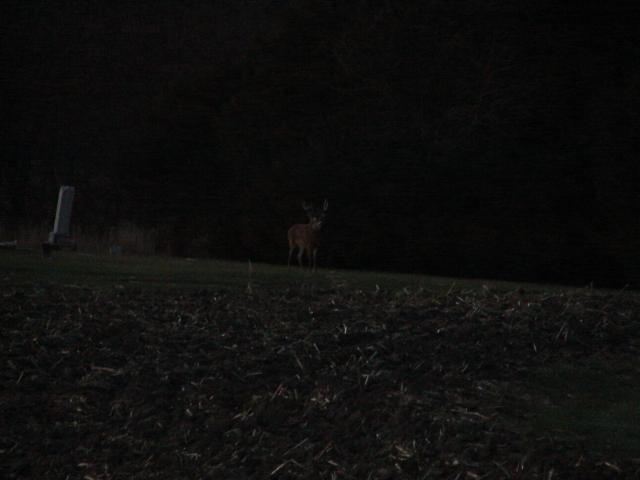 THE TOMBSTONE BUCK