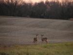 Doe Harvest Encouraged