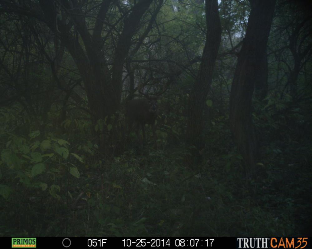 MONSTER APPEARS THROUGH MIST....