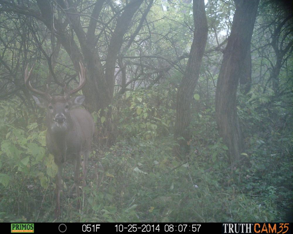 Shooter Buck Still Walking