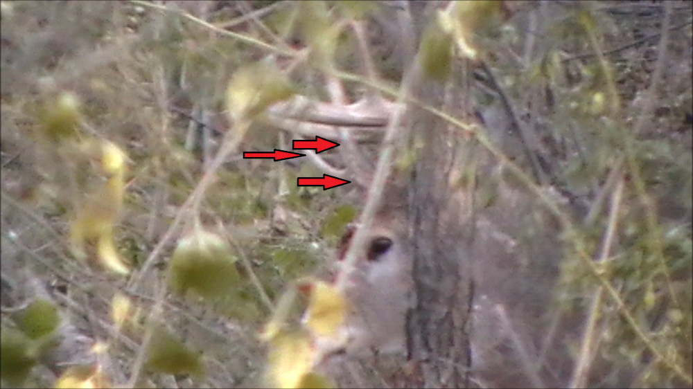 BIG BUCK STILL WALKING