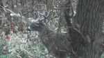 Nice Photo Of Young Buck