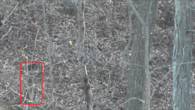 Monster Right Under My Stand After I Killed Big 10 Point- click to enlarge