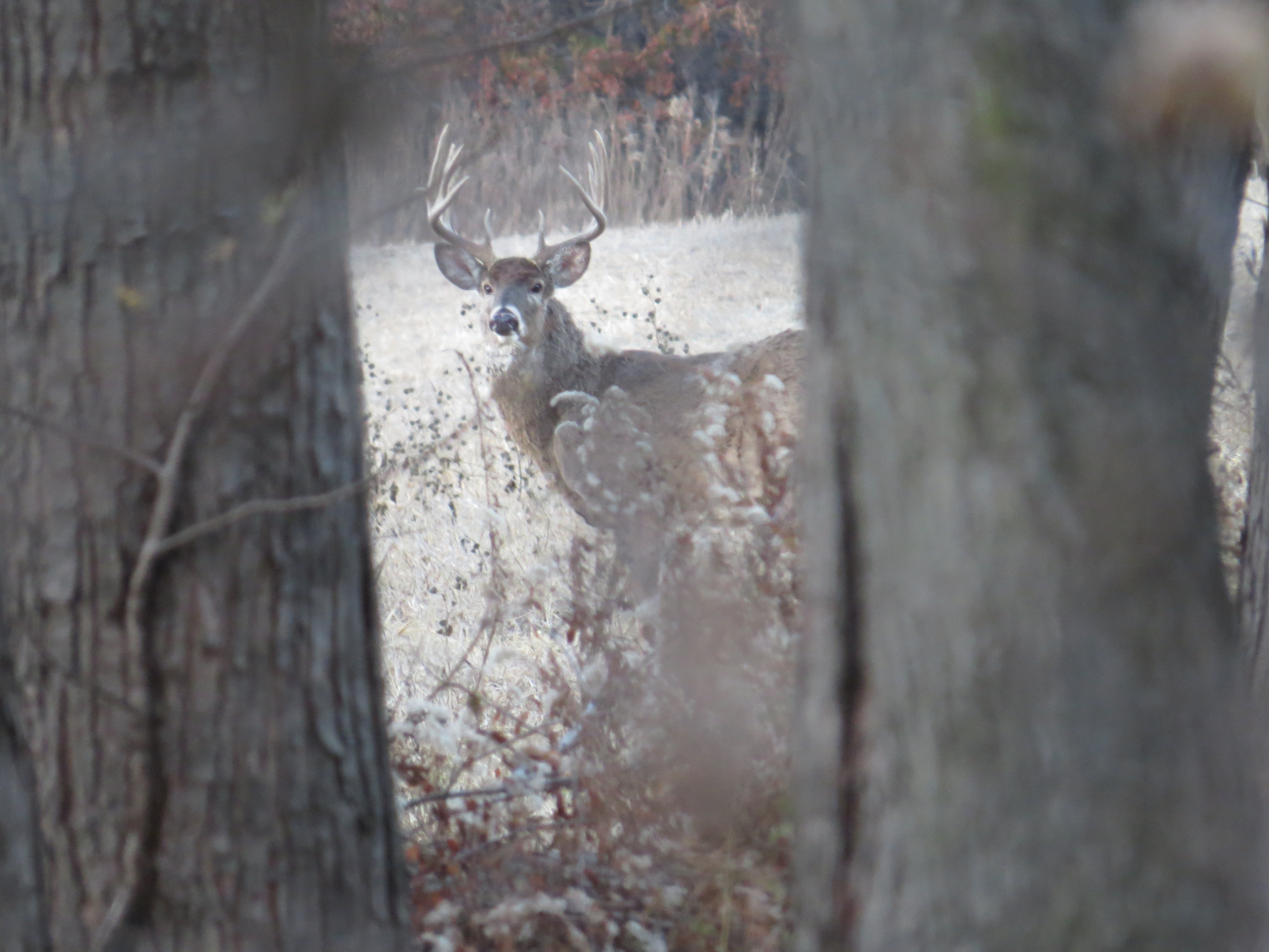 MONSTER BUCK