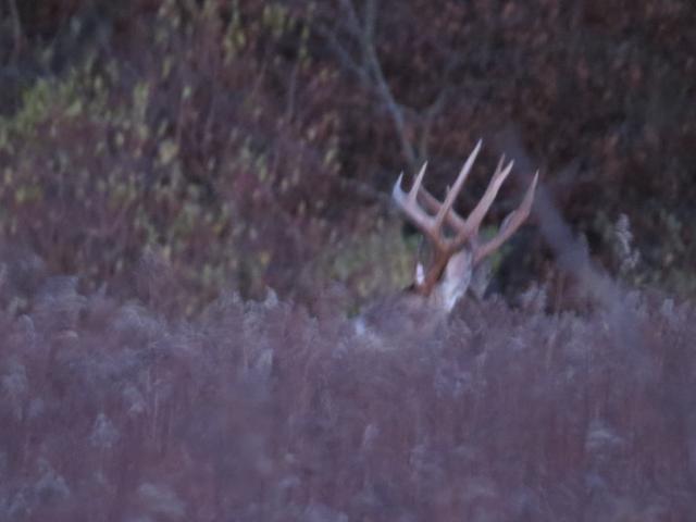 TALL TINES