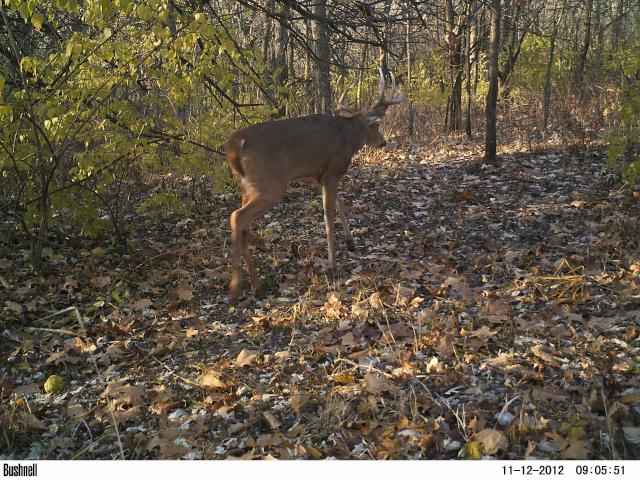 Big Buck Walking