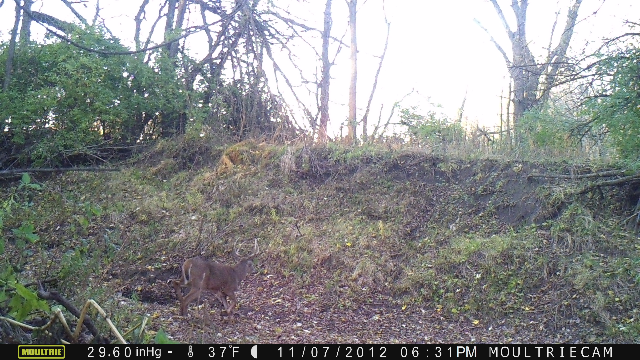 Really Big 4 Point